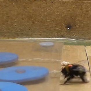 bees taught to pull string